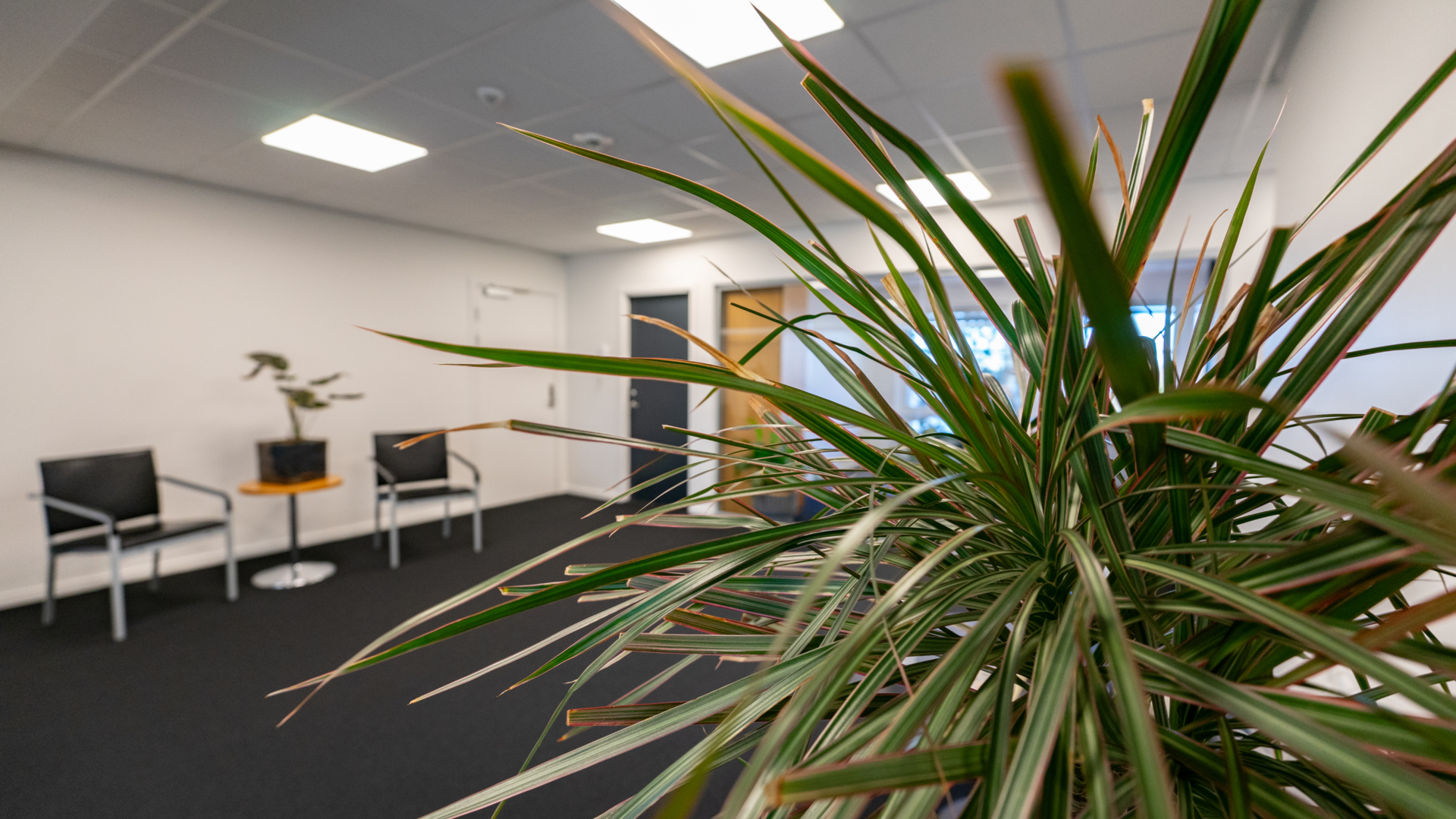 plante i kontormiljø